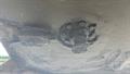 Lazy Owl Image