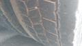 Lazy Owl Image