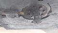 Lazy Owl Image