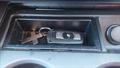Lazy Owl Image