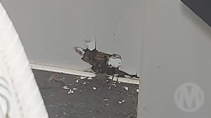 Lazy Owl Image