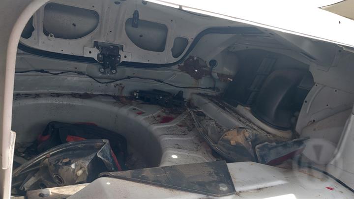 Lazy Owl Image