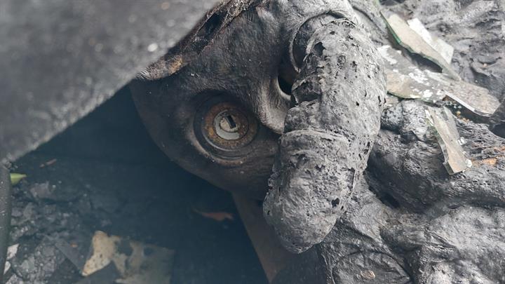Lazy Owl Image