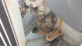 Lazy Owl Image