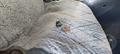 Lazy Owl Image