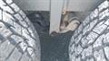 Lazy Owl Image
