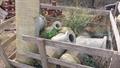 Lazy Owl Image