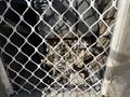 Lazy Owl Image