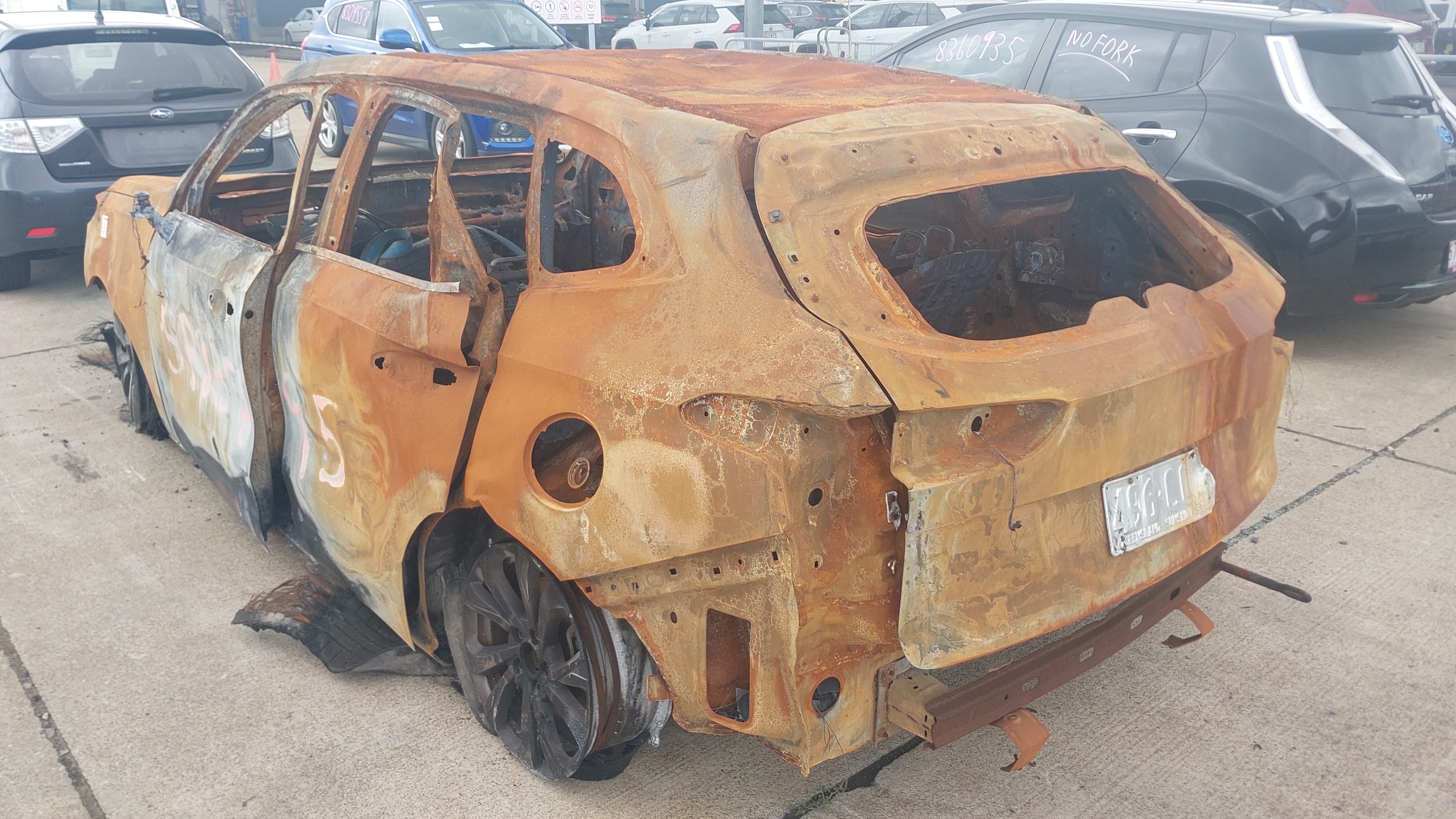Lazy Owl Image