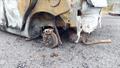Lazy Owl Image