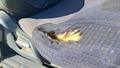 Lazy Owl Image