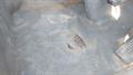 Lazy Owl Image