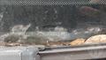 Lazy Owl Image