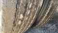 Lazy Owl Image