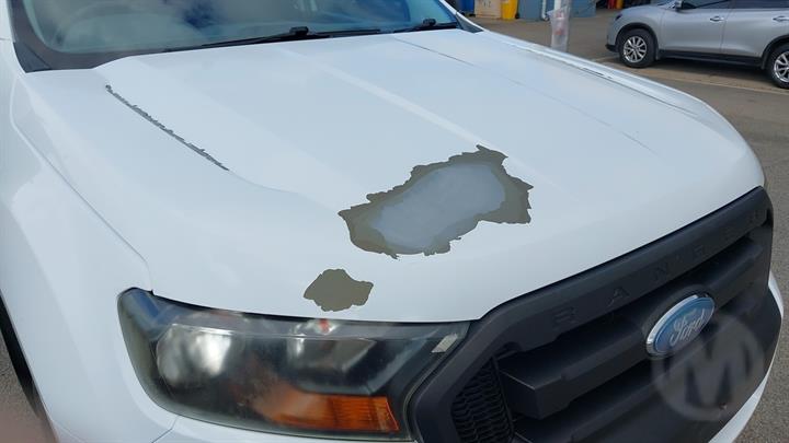 Lazy Owl Image