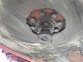 Lazy Owl Image