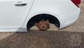 Lazy Owl Image