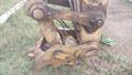 Lazy Owl Image