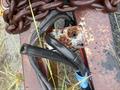 Lazy Owl Image