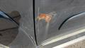 Lazy Owl Image
