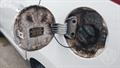 Lazy Owl Image