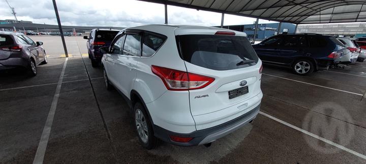 Lazy Owl Image