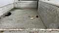 Lazy Owl Image