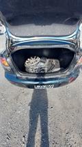 Lazy Owl Image