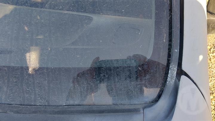 Lazy Owl Image