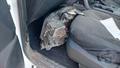 Lazy Owl Image