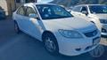 Lazy Owl Image