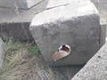 Lazy Owl Image