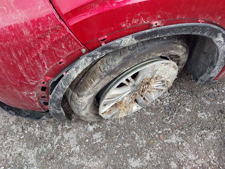 Lazy Owl Image