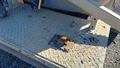 Lazy Owl Image