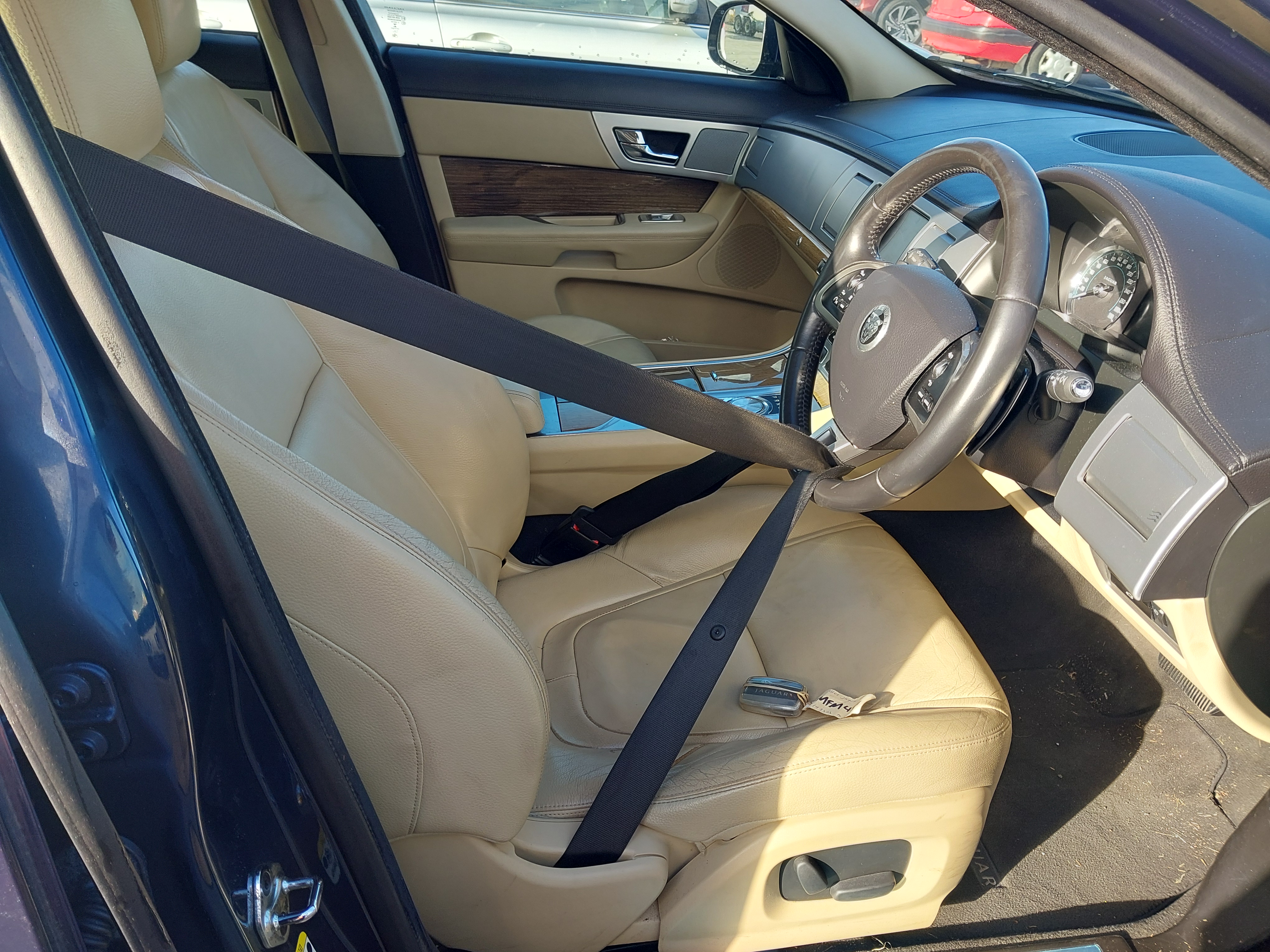 Lazy Owl Image