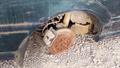 Lazy Owl Image