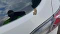 Lazy Owl Image