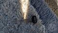 Lazy Owl Image