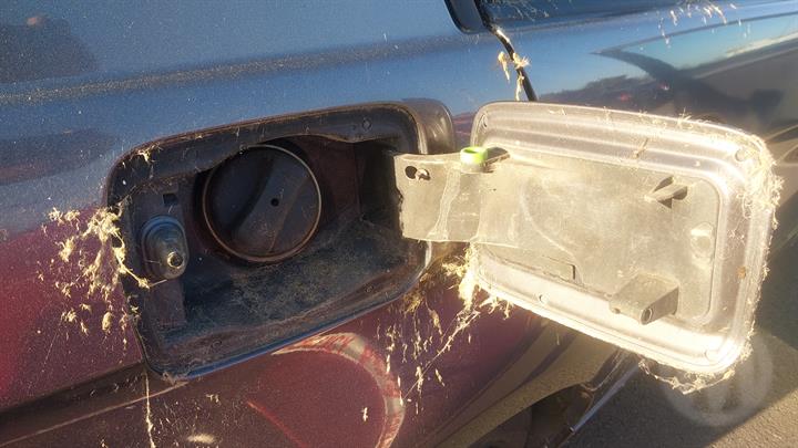 Lazy Owl Image