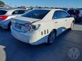 Lazy Owl Image