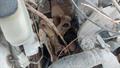 Lazy Owl Image