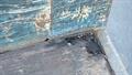 Lazy Owl Image