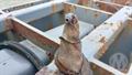 Lazy Owl Image