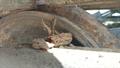 Lazy Owl Image