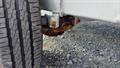 Lazy Owl Image