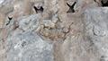 Lazy Owl Image