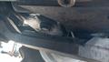 Lazy Owl Image